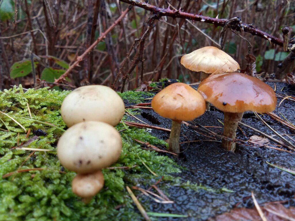 20251125070709349-IMG_20251101_132257