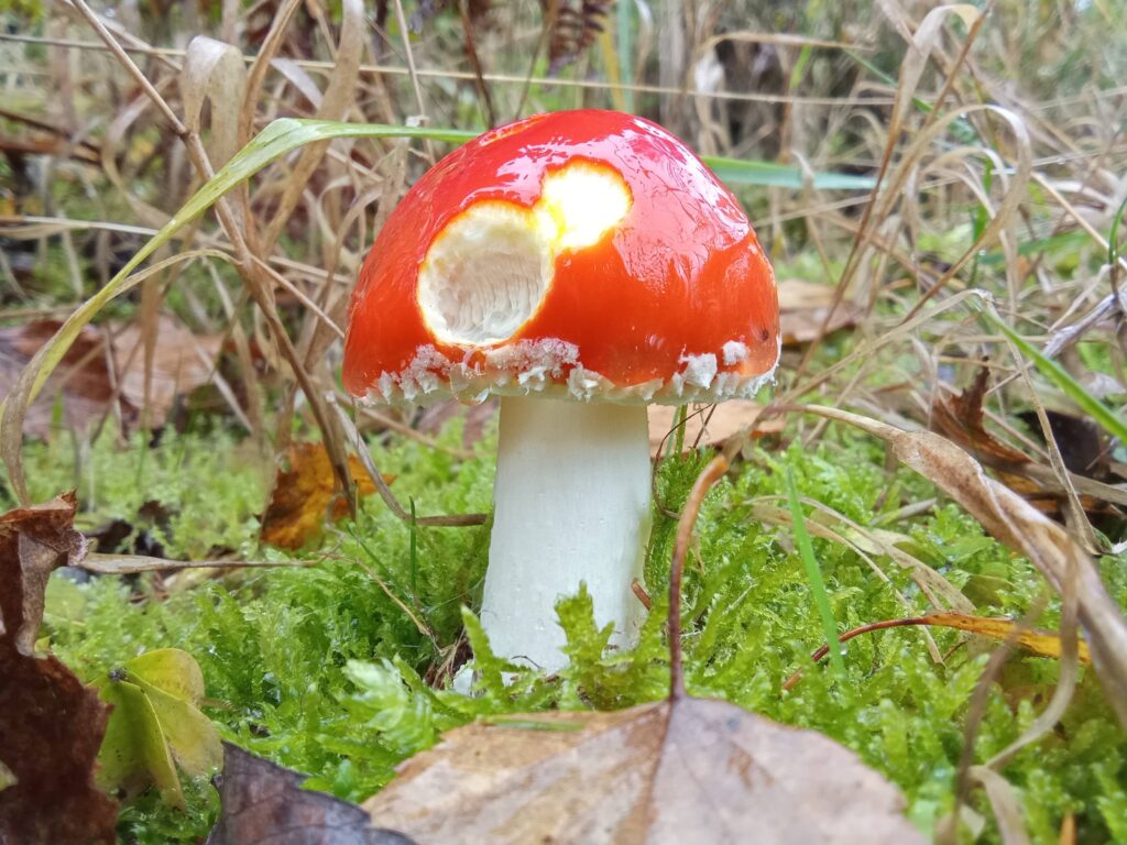 20251125070709654-IMG_20251101_143705