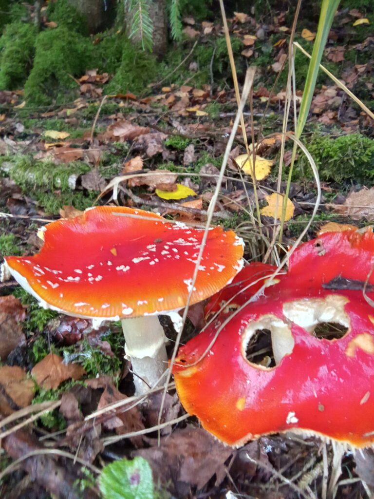 20251125070709963-IMG_20251101_144339