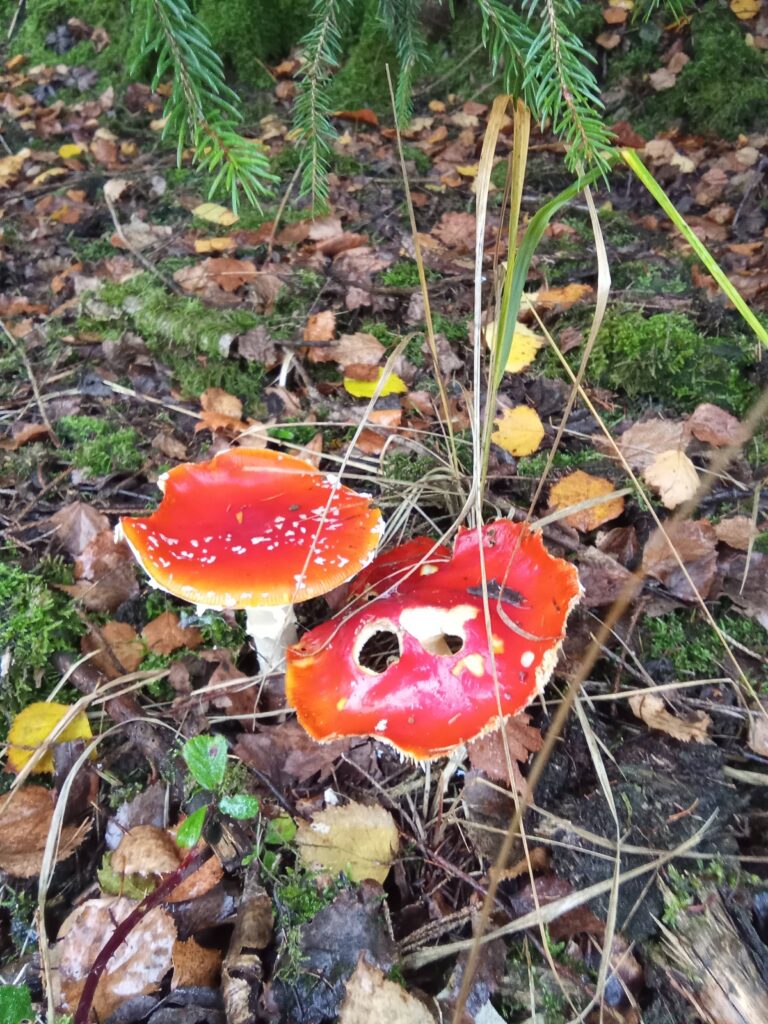 20251125070710544-IMG_20251101_144343