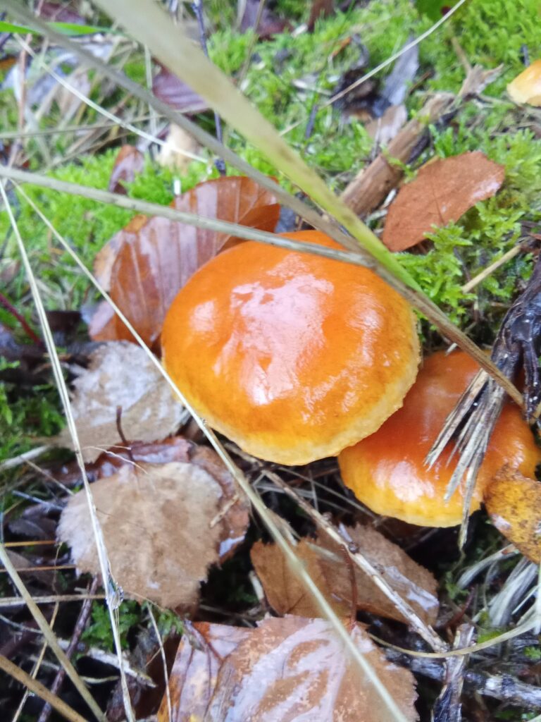 20251125070714344-IMG_20251101_144452