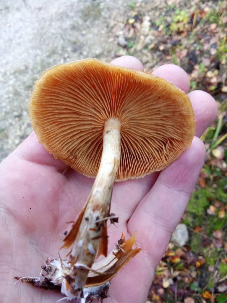 20251125070714989-IMG_20251101_144528