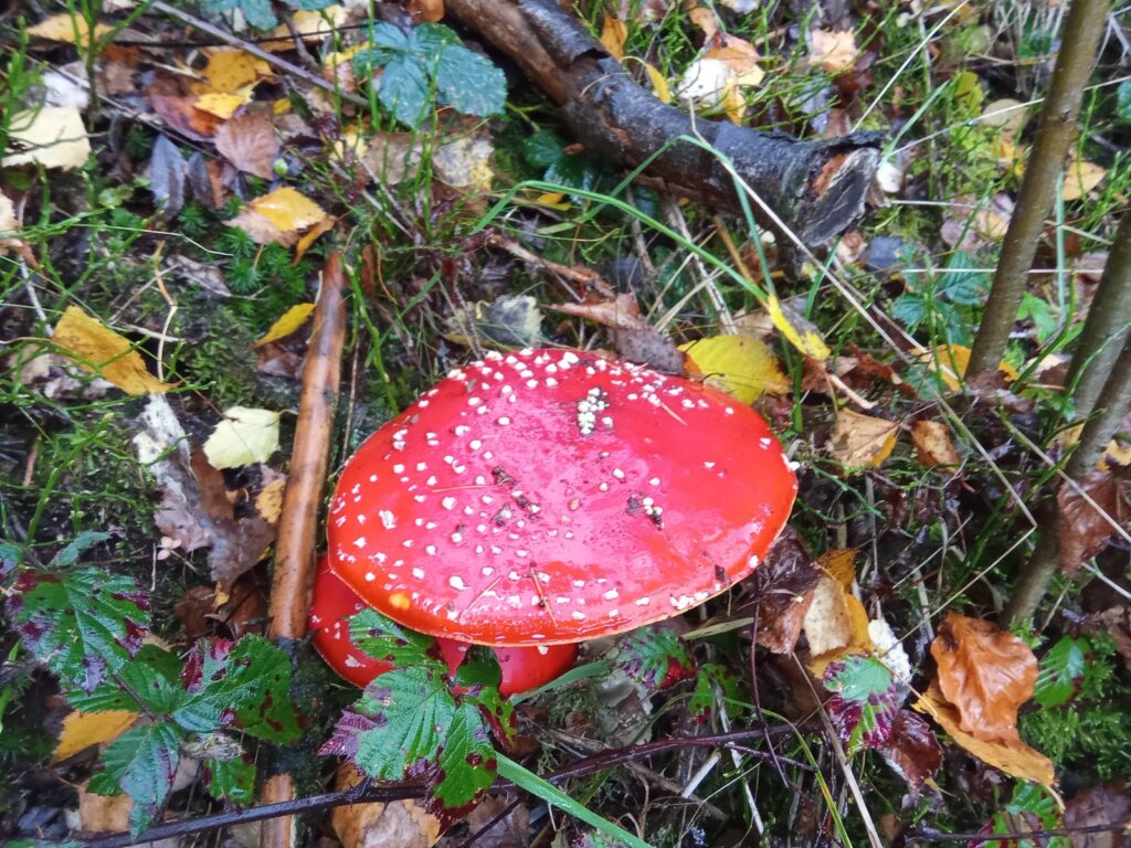 20251125070735125-IMG_20251101_145138