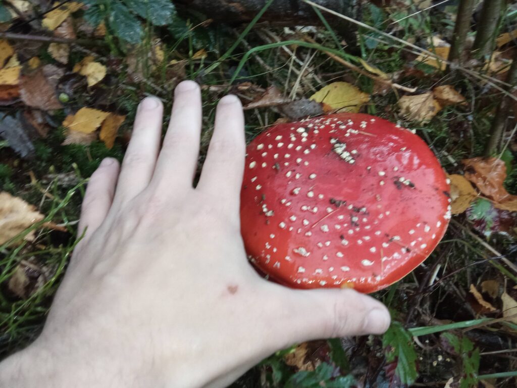 20251125070735601-IMG_20251101_145056