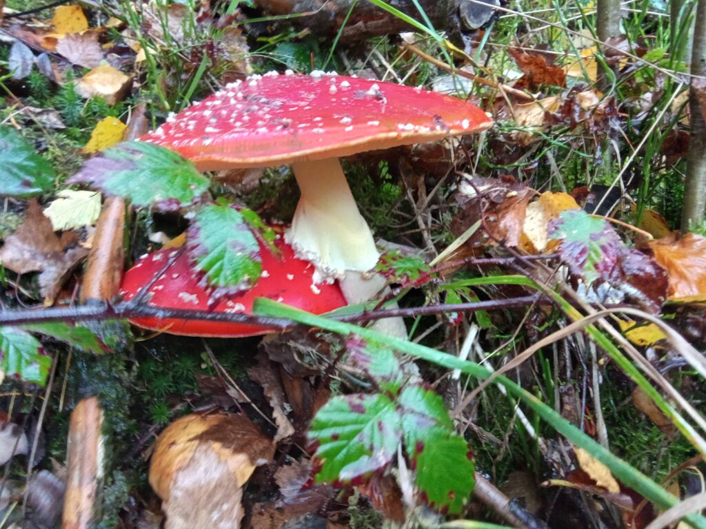 20251125070736161-IMG_20251101_145145