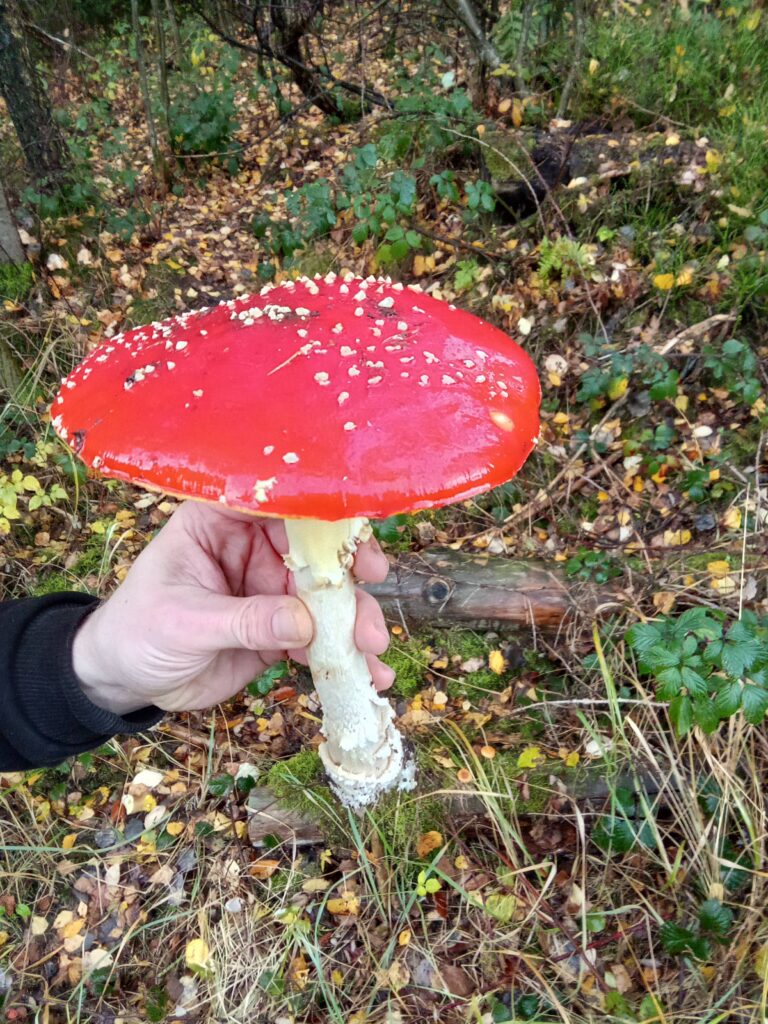 20251125070736350-IMG_20251101_145233