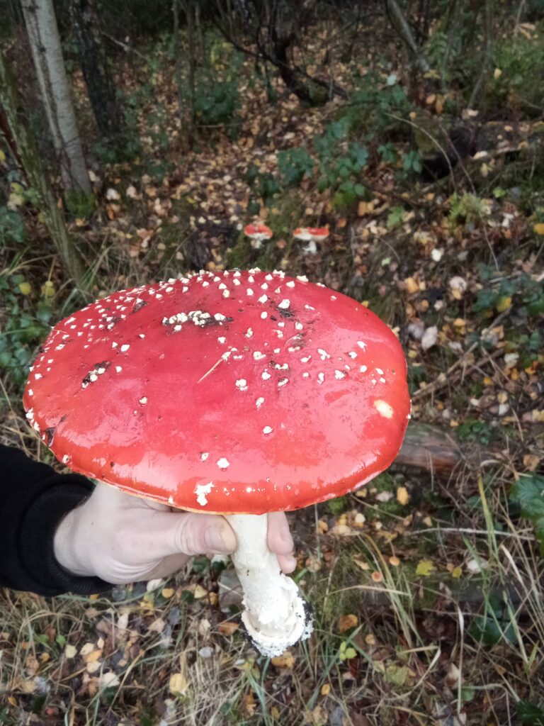 20251125070739191-IMG_20251101_145243