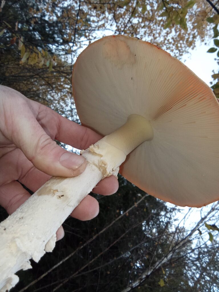 20251125070754985-IMG_20251101_145317