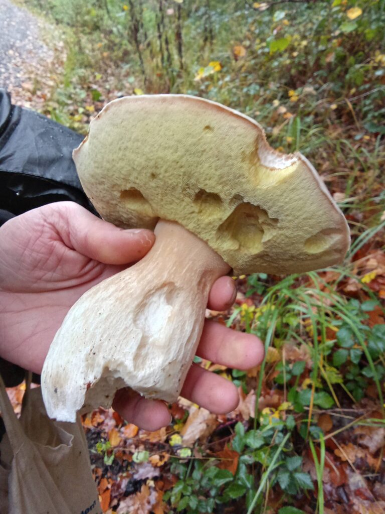 20251125070755173-IMG_20251101_150503