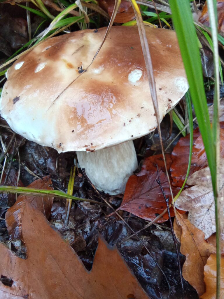 20251125070755902-IMG_20251101_150402