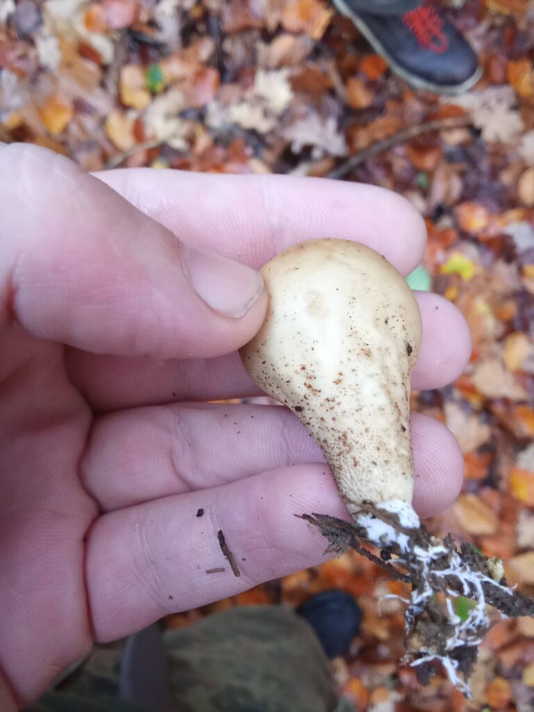 20251125070758983-IMG_20251101_150655