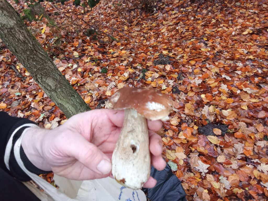 20251125070759769-IMG_20251101_150753