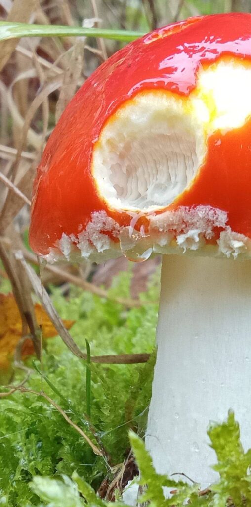 20251125070805847-IMG_20251101_1437052